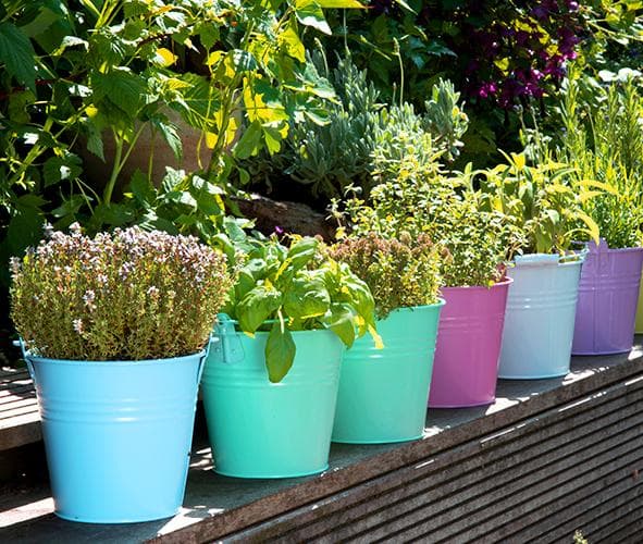 ISS_TR_Plants